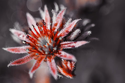 Dewy Spiked Sempervivum Flower (Orange Tint Photo)