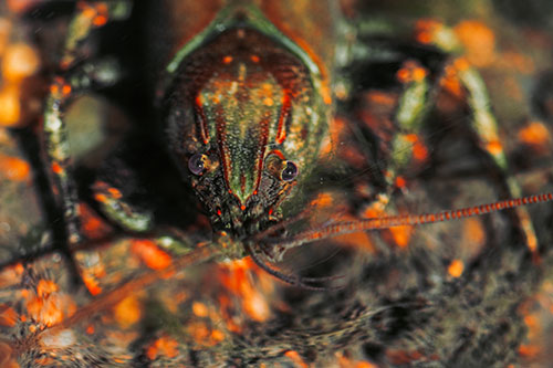Direct Eye Contact With Water Submerged Crayfish (Orange Tint Photo)