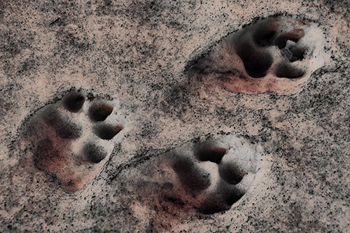 Dirty Dog Footprints In Snow (Orange Tint Photo)