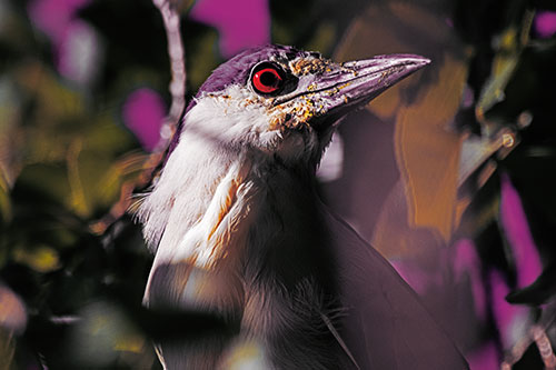 Dirty Faced Black Crowned Night Heron (Orange Tint Photo)