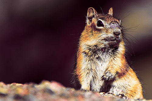 Dirty Nosed Squirrel Atop Rock (Orange Tint Photo)