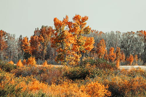 Distant Autumn Trees Changing Color Among Horizon (Orange Tint Photo)