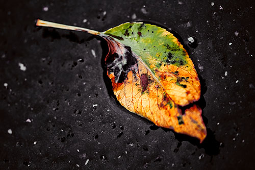 Distressed Rotting Leaf Face Among Wet Pavement (Orange Tint)