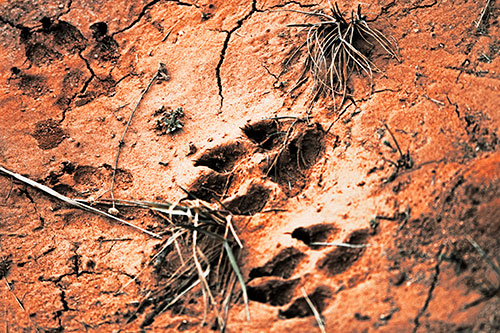Dog Footprints On Dry Cracked Mud (Orange Tint Photo)