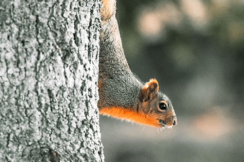 Downward Squirrel Yoga Tree Trunk (Orange Tint Photo)