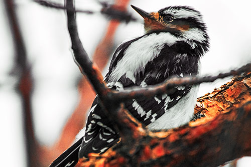 Downy Woodpecker Twists Head Backwards Atop Branch (Orange Tint Photo)
