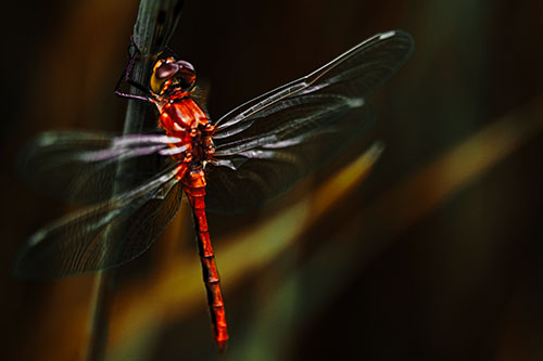 Dragonfly Grabs Ahold Grass Blade (Orange Tint Photo)