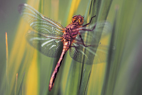Dragonfly Grabs Grass Blade Batch (Orange Tint Photo)