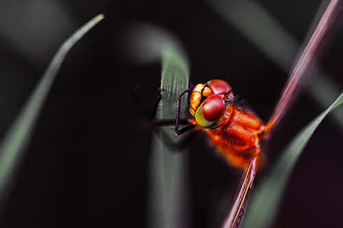 Dragonfly Hugging Grass Blade Tightly (Orange Tint Photo)