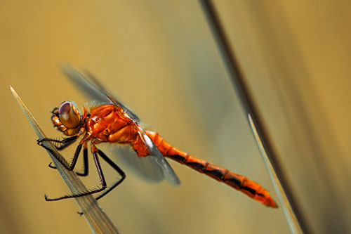 Dragonfly Perched Atop Sloping Grass Blade (Orange Tint Photo)