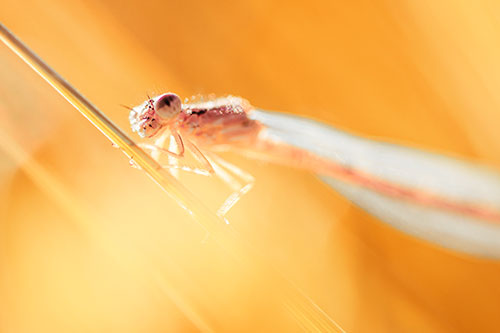Dragonfly Rides Grass Blade Among Sunlight (Orange Tint Photo)