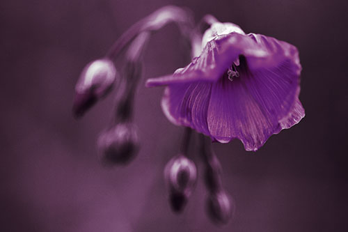 Droopy Flax Flower During Rainstorm (Orange Tint Photo)
