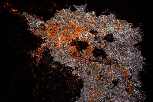 Dry Smirking Moss Face Among Damp Rock Surface (Orange Tint)