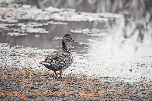 Duck Walking Through Algae For A Lake Swim (Orange Tint Photo)