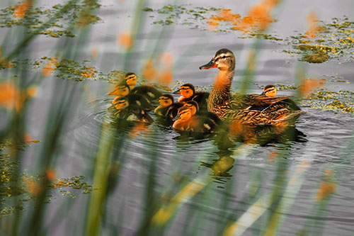 Ducklings Surround Mother Mallard (Orange Tint Photo)