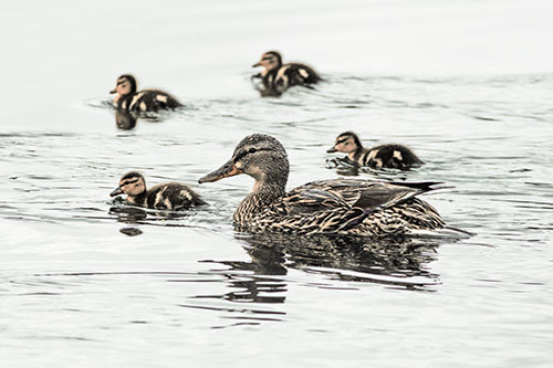 Ducklings Swim Along Mother Mallard Duck (Orange Tint Photo)