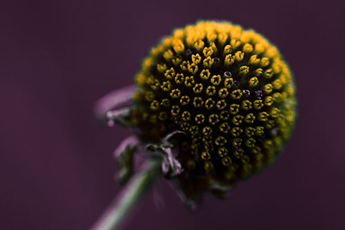 Dying Globosa Billy Button Craspedia Flower (Orange Tint Photo)