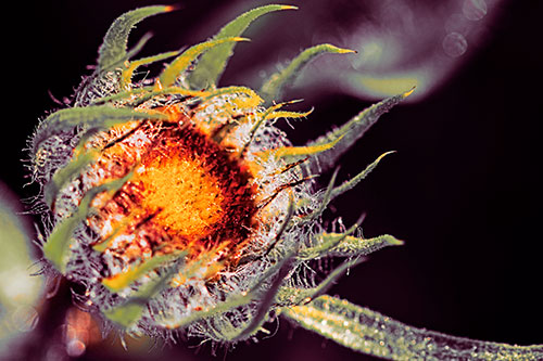 Dying Sunflower Curling Up (Orange Tint Photo)