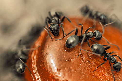 Excited Carpenter Ants Feasting Among Sugary Food Source (Orange Tint Photo)