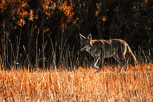 Exhausted Coyote Strolling Along Sidewalk (Orange Tint Photo)