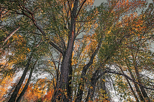 Fall Changing Autumn Tree Canopy Color (Orange Tint Photo)