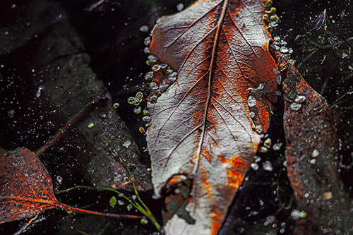 Fallen Autumn Leaf Face Rests Atop Ice (Orange Tint Photo)