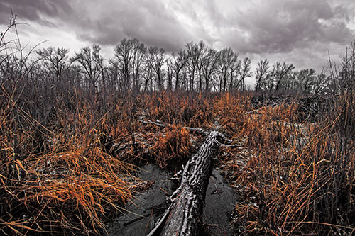 Fallen Snow Covered Tree Log Among Reed Grass (Orange Tint Photo)