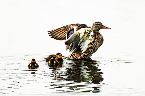 Family Of Ducks Enjoying Lake Swim (Orange Tint Photo)