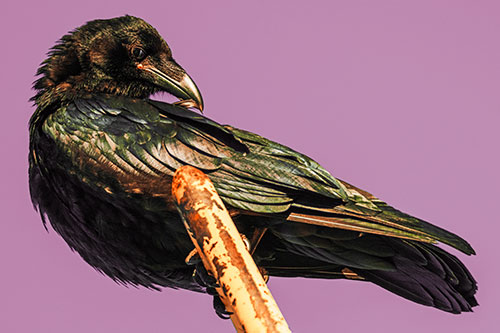 Feather Cleaning Raven Perched Atop Rusted Rail (Orange Tint)
