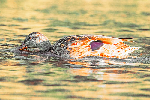 Female Mallard Duck Feasting Among River Water (Orange Tint)