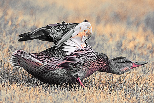 Female Mallard Duck Stretching Among Cut Grass (Orange Tint)