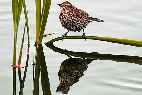Female Red Winged Blackbird Casts Reflection Atop Bent Water Reed (Orange Tint)