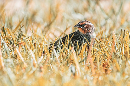 Female Red Winged Blackbird Taking Gander Among Grass (Orange Tint)