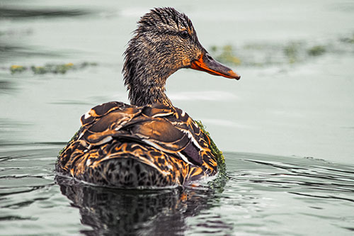 Floating Female Mallard Duck Glancing Sideways (Orange Tint Photo)