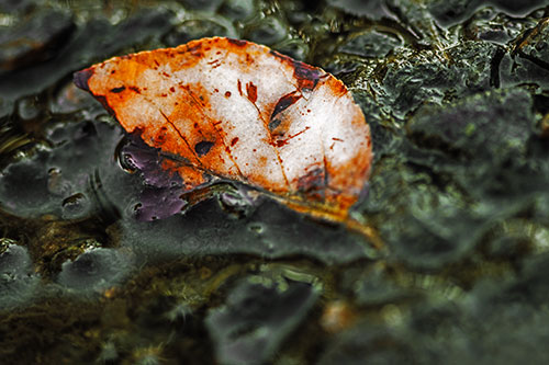 Floating Leaf Face Smirking Among Algae (Orange Tint Photo)