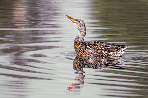 Floating Mallard Duck Watches Dragonfly Buzzing Above (Orange Tint)