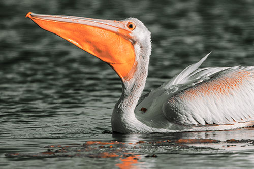 Floating Pelican Swallows Fishy Dinner (Orange Tint Photo)
