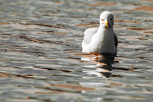Floating Seagull Making Direct Eye Contact (Orange Tint)