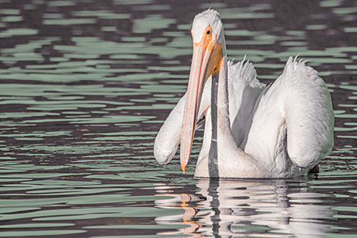 Floating Wing Spread Pelican Hunting For Fishy Breakfast (Orange Tint)
