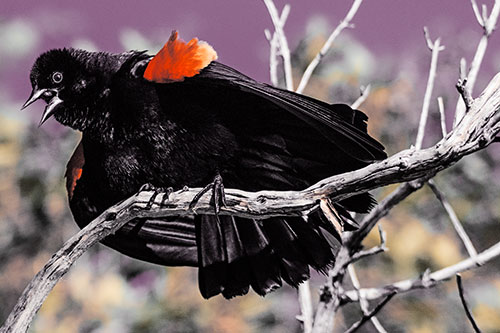 Fluffy Red Winged Blackbird Singing Among Curving Branch (Orange Tint)