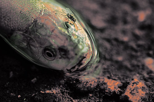 Fly Grooming Atop Dead Freshwater Whitefish Eyeball (Orange Tint Photo)