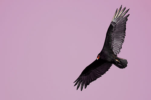 Flying Turkey Vulture Hunts For Food (Orange Tint Photo)