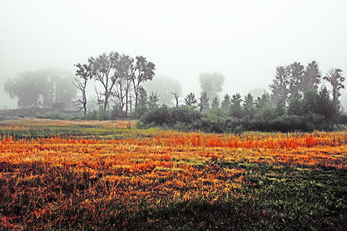 Fog Lingers Beyond Tree Clusters (Orange Tint Photo)