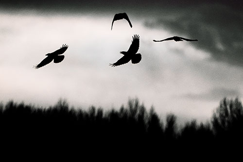 Four Crows Flying Above Trees (Orange Tint Photo)