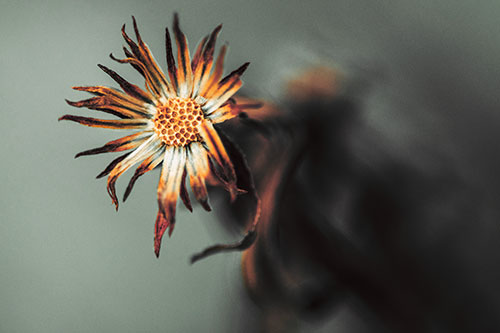 Freezing Aster Flower Shaking Among Wind (Orange Tint Photo)