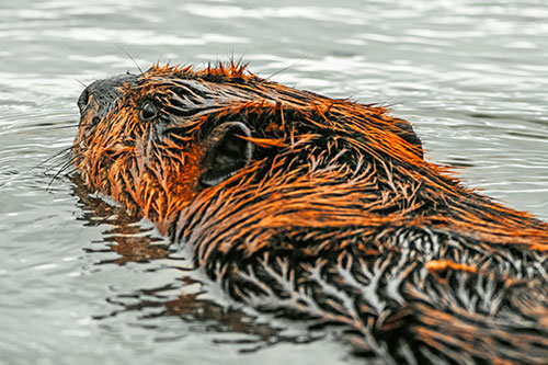 Frightened Beaver Swims Upstream River (Orange Tint)