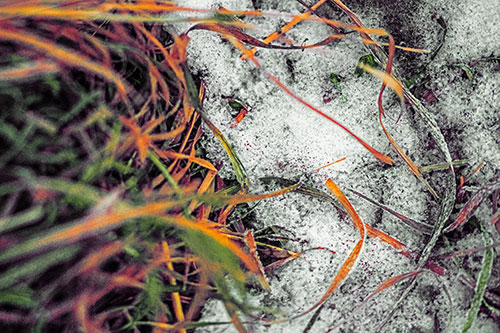 Frowning Grass Face Buried Among Snow (Orange Tint)