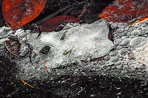 Frozen Rubber Eyed Ice Face Smiling Among Floating Leaves (Orange Tint)