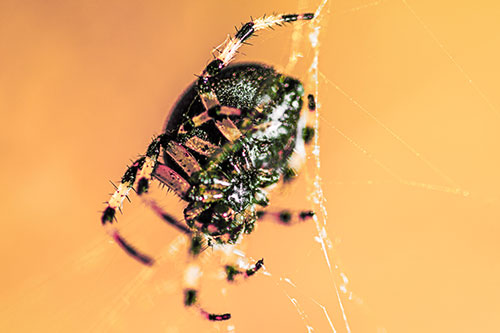 Furrow Orb Weaver Spider Descends Down Web (Orange Tint Photo)