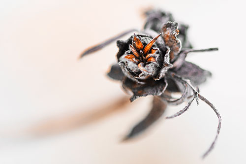 Fuzzy Blossoming Willow Cone Gall Midge (Orange Tint Photo)